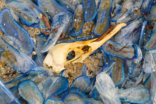 Marie-Anne Le Moigne (Peumerit 29)